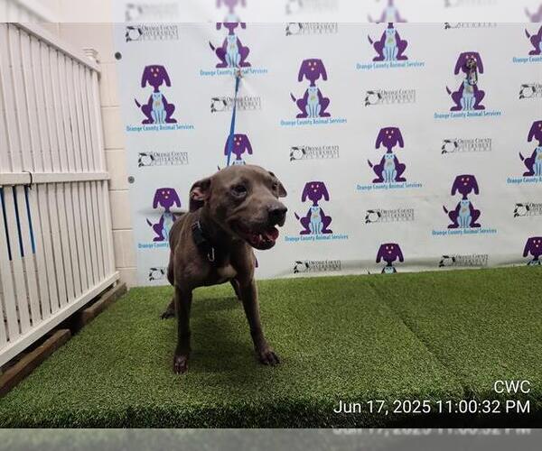Medium Photo #1 American Pit Bull Terrier Puppy For Sale in Orlando, FL, USA