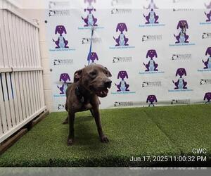 American Pit Bull Terrier Dogs for adoption in Orlando, FL, USA