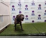 Small American Pit Bull Terrier