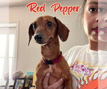 Small #3 Dachshund
