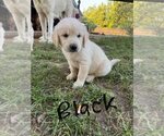 Small #1 English Cream Golden Retriever-Golden Retriever Mix