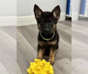 German Shepherd Dog Puppy for Sale in FORT WHITE, Florida USA