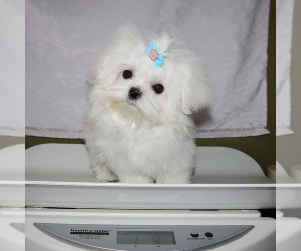Medium Photo #5 Maltese Puppy For Sale in LOS ANGELES, CA, USA