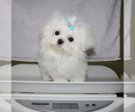Small #4 Maltese