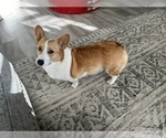Small Photo #1 Pembroke Welsh Corgi Puppy For Sale in BAYTOWN, TX, USA