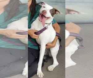 Pointer-Unknown Mix Dogs for adoption in Royal Palm Beach, FL, USA