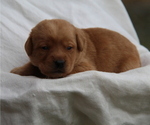 Small #5 Labrador Retriever