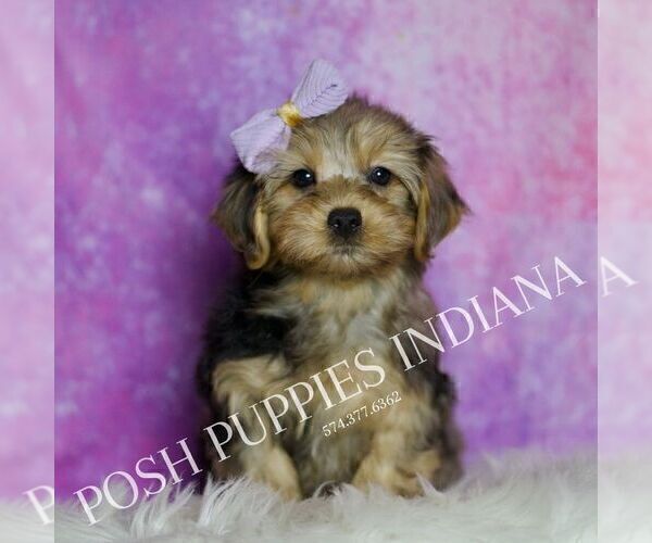 Medium Photo #2 Yorkipoo Puppy For Sale in WARSAW, IN, USA
