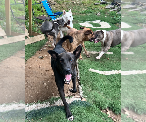 Medium Photo #10 Border Collie-Unknown Mix Puppy For Sale in Decatur, GA, USA