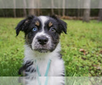 Small Photo #3 Australian Shepherd Puppy For Sale in ASHEBORO, NC, USA