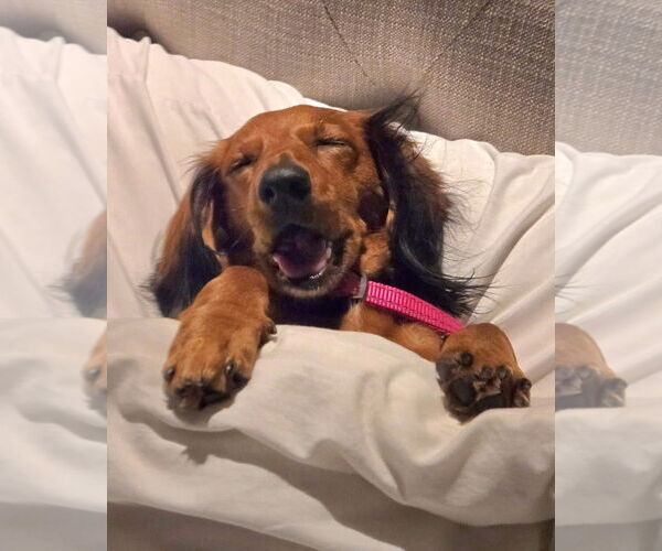 Medium Photo #2 Dachshund Puppy For Sale in Shelbyville, TN, USA