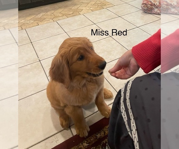 Medium Photo #3 Golden Retriever Puppy For Sale in BEDFORD, TX, USA