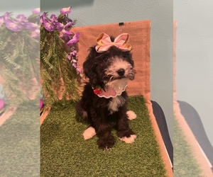 Sheepadoodle Puppy for sale in ROSEMEAD, CA, USA