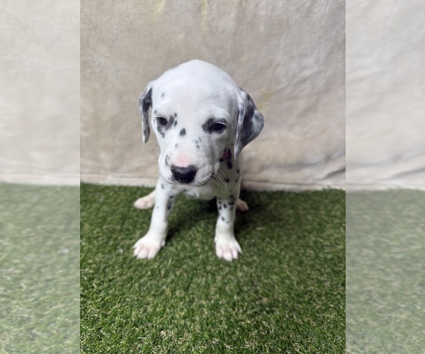 Medium Photo #3 Dalmatian Puppy For Sale in FORT WORTH, TX, USA