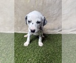 Small #2 Dalmatian