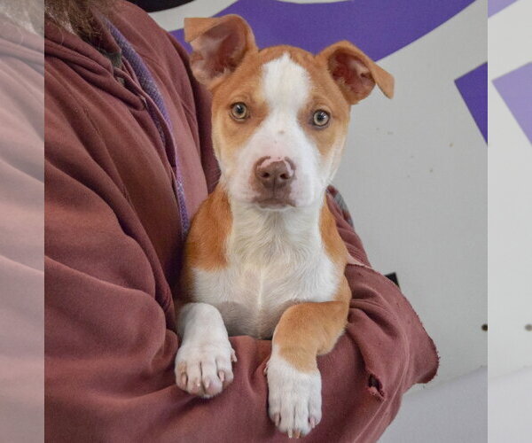 Medium Photo #11 American Staffordshire Terrier-Boxer Mix Puppy For Sale in Huntley, IL, USA