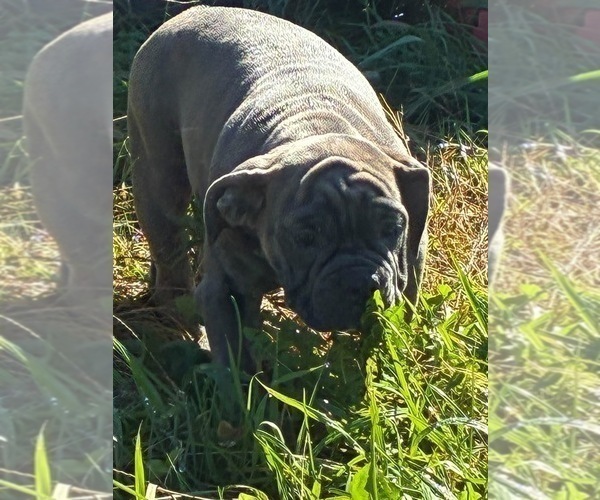 Medium Photo #11 English Bulldogge Puppy For Sale in CENTER BARNSTEAD, NH, USA