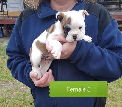Medium Photo #4 Olde English Bulldogge Puppy For Sale in BLACKVILLE, SC, USA