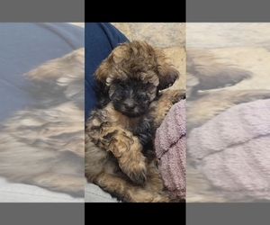 Medium Poodle (Toy)