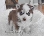 Image preview for Ad Listing. Nickname: Moose Pomsky