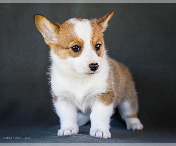Medium Photo #14 Pembroke Welsh Corgi Puppy For Sale in WAKARUSA, IN, USA