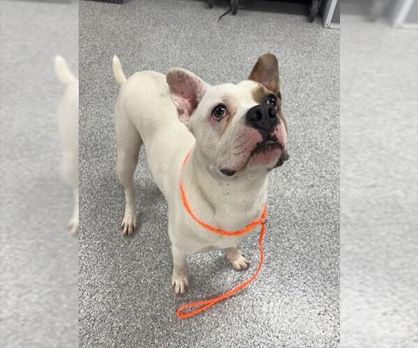 Medium Photo #1 American Pit Bull Terrier-Unknown Mix Puppy For Sale in Pasadena, TX, USA