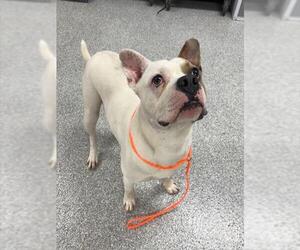 American Pit Bull Terrier-Unknown Mix Dogs for adoption in Pasadena, TX, USA