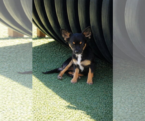Medium Photo #3 Chihuahua-Unknown Mix Puppy For Sale in La Verne, CA, USA