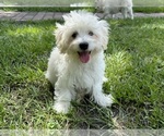 Puppy Puppy 5 Maltipoo