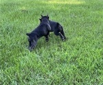 Small #7 Cane Corso