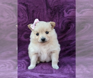 Pomeranian Puppy for sale in CHRISTIANA, PA, USA