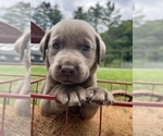 Small #11 Labrador Retriever
