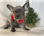 Small Photo #9 French Bulldog Puppy For Sale in CEDAR LANE, PA, USA