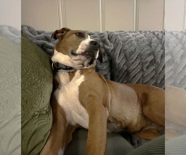 Medium Photo #3 Boxer Puppy For Sale in Candler, NC, USA