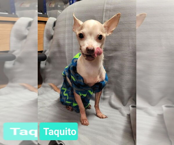 Medium Photo #2 Chihuahua Puppy For Sale in Richmond, IN, USA