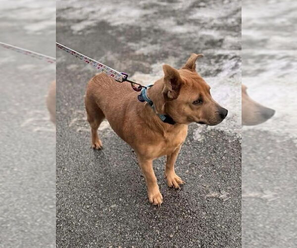 Medium Photo #4 Feist Terrier-Unknown Mix Puppy For Sale in Springdale, PA, USA