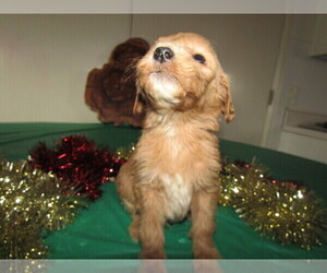 Goldendoodle Puppy for sale in CHICAGO, IL, USA