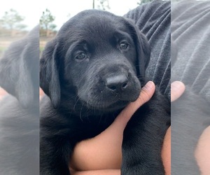 Labrador Retriever Puppy for sale in CIMARRON HILLS, CO, USA
