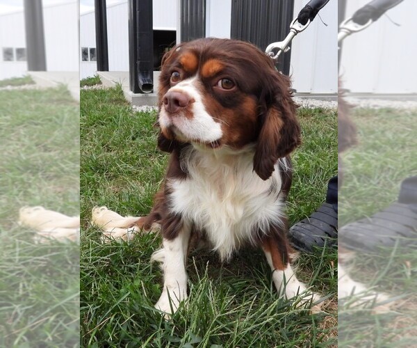 Medium Photo #1 Cavalier King Charles Spaniel Puppy For Sale in CARLISLE, KY, USA