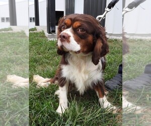 Father of the Cavalier King Charles Spaniel puppies born on 02/12/2026