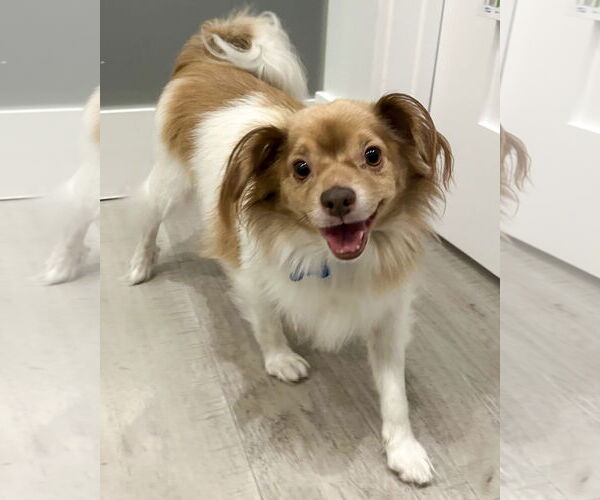 Medium Photo #3 Papillon-Unknown Mix Puppy For Sale in Corona, CA, USA