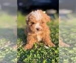 Small #2 Poodle (Toy)