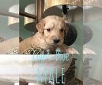 Small Photo #5 Goldendoodle-Poodle (Standard) Mix Puppy For Sale in DOTHAN, AL, USA