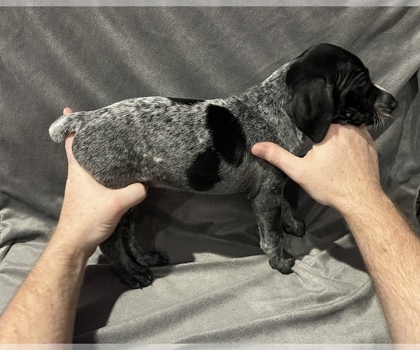 Medium Photo #6 German Shorthaired Pointer Puppy For Sale in MAKANDA, IL, USA