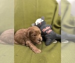 Small Photo #48 Goldendoodle Puppy For Sale in HARTFORD, CT, USA