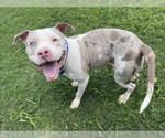 Small #1 American Pit Bull Terrier Mix