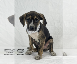 Mutt Dogs for adoption in Woodbury, NY, USA