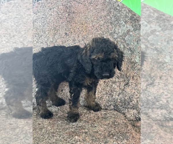 Medium Photo #11 Poodle (Miniature)-Poodle (Standard) Mix Puppy For Sale in LONGMONT, CO, USA