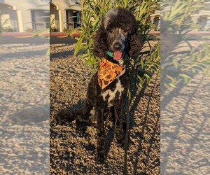 Poodle (Standard) Puppy for sale in PHOENIX, AZ, USA