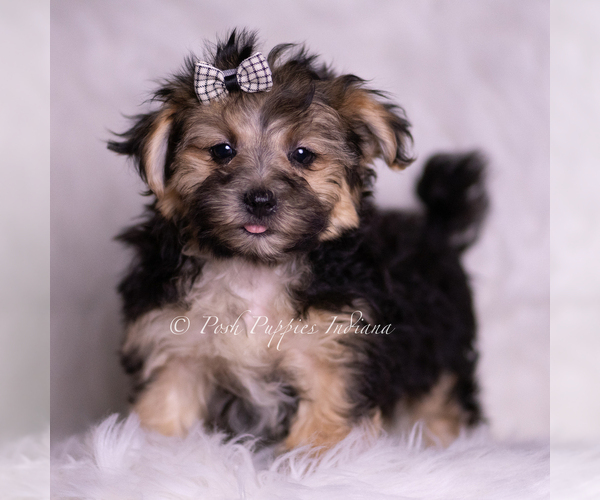 Medium Photo #1 Morkie Puppy For Sale in WARSAW, IN, USA